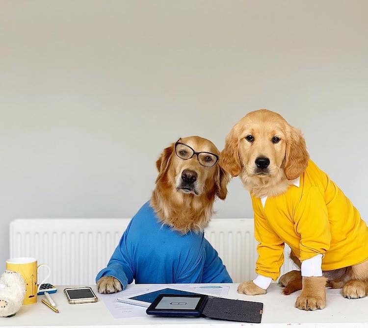 Funny Golden Retirever Photos by Ursula Atichison