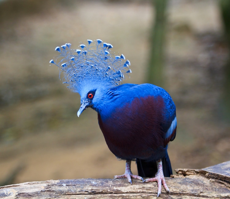 victoria crowned pigeon