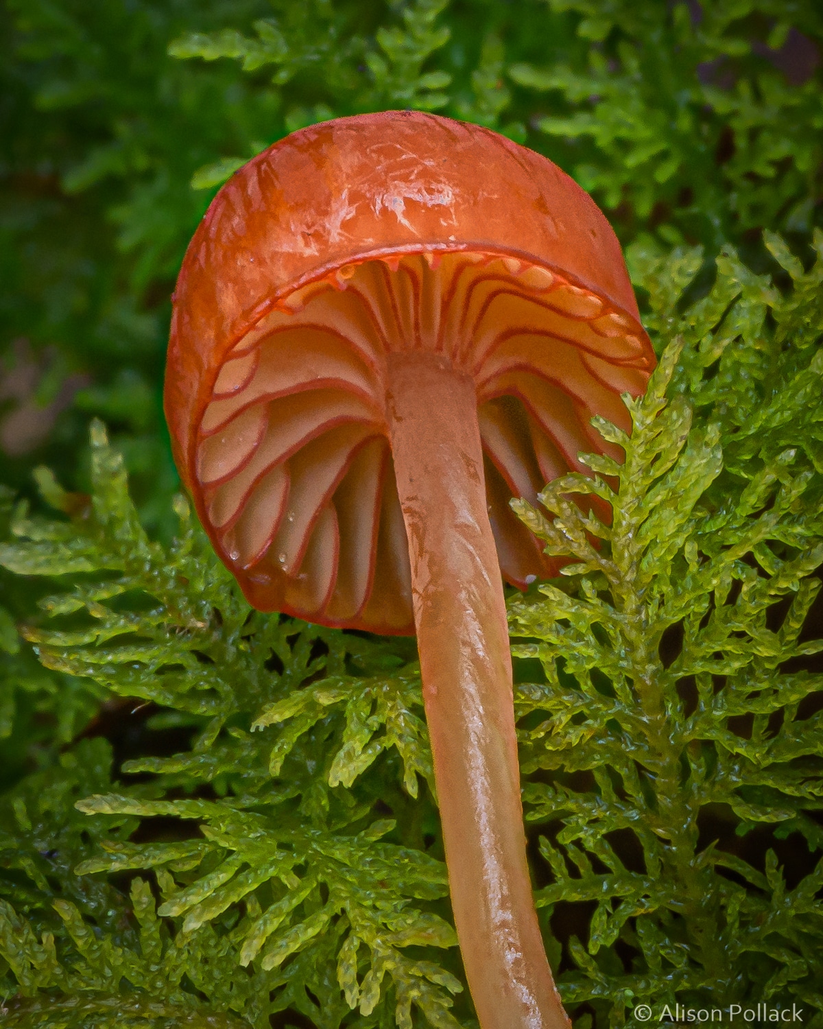 Macro Photo of a Mushroom