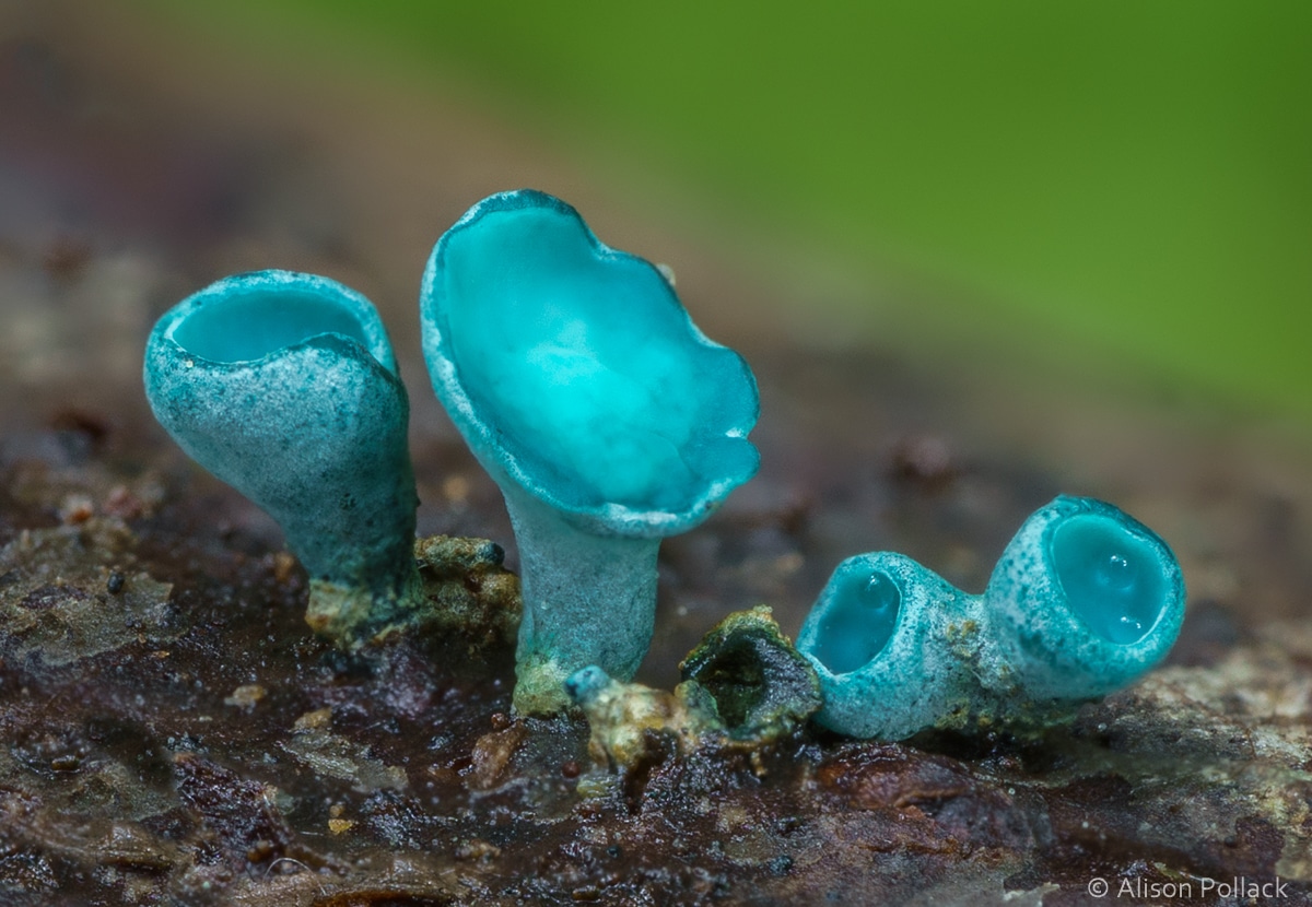 Fungi and Myxomycetes Photos by Alison Pollack