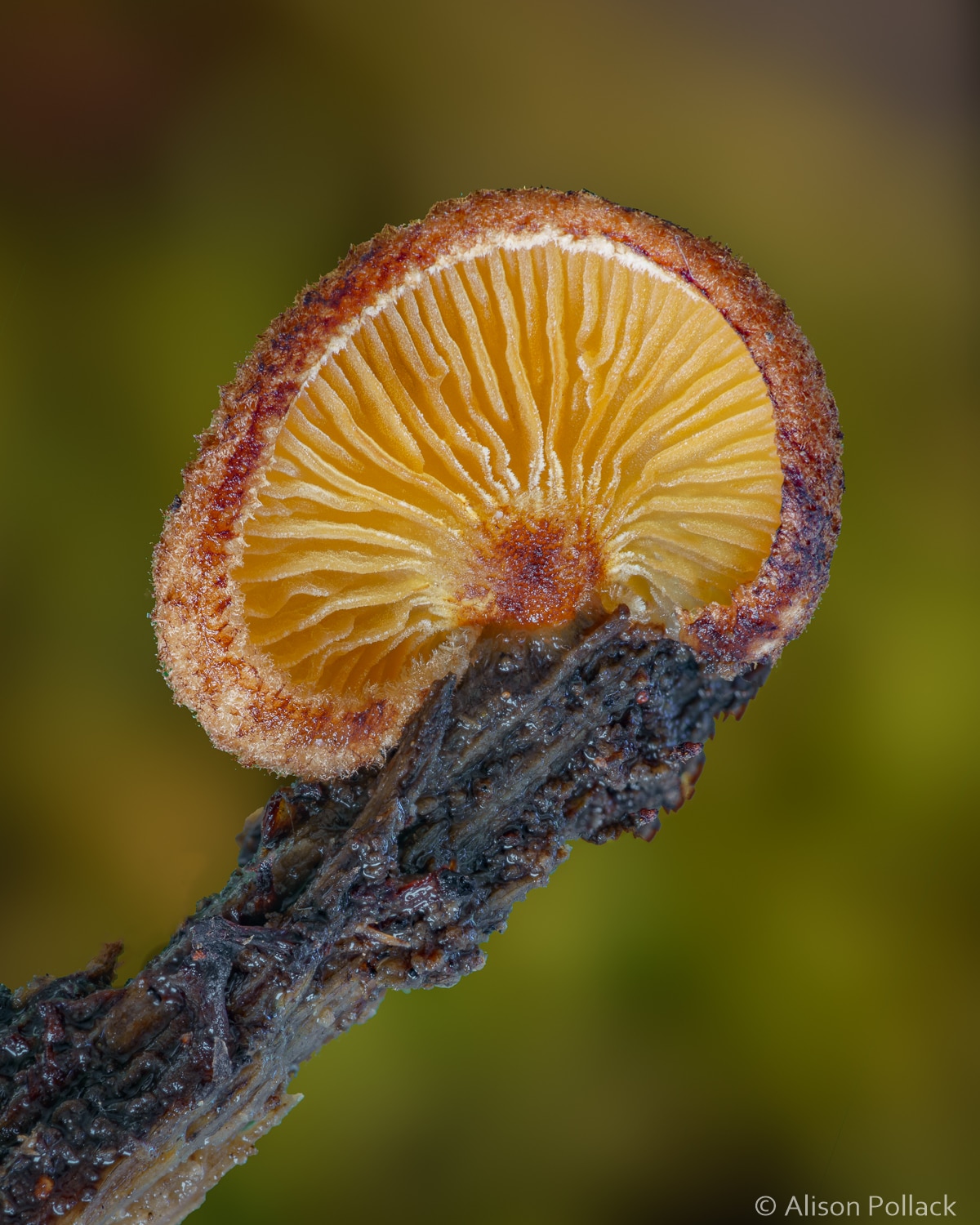 fotografías macro de hongos del bosque y mixomicetos