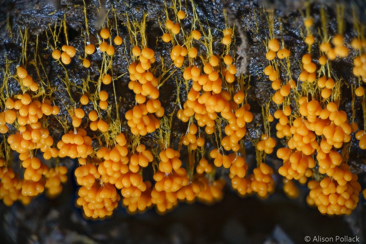 fotografías macro de hongos del bosque y mixomicetos