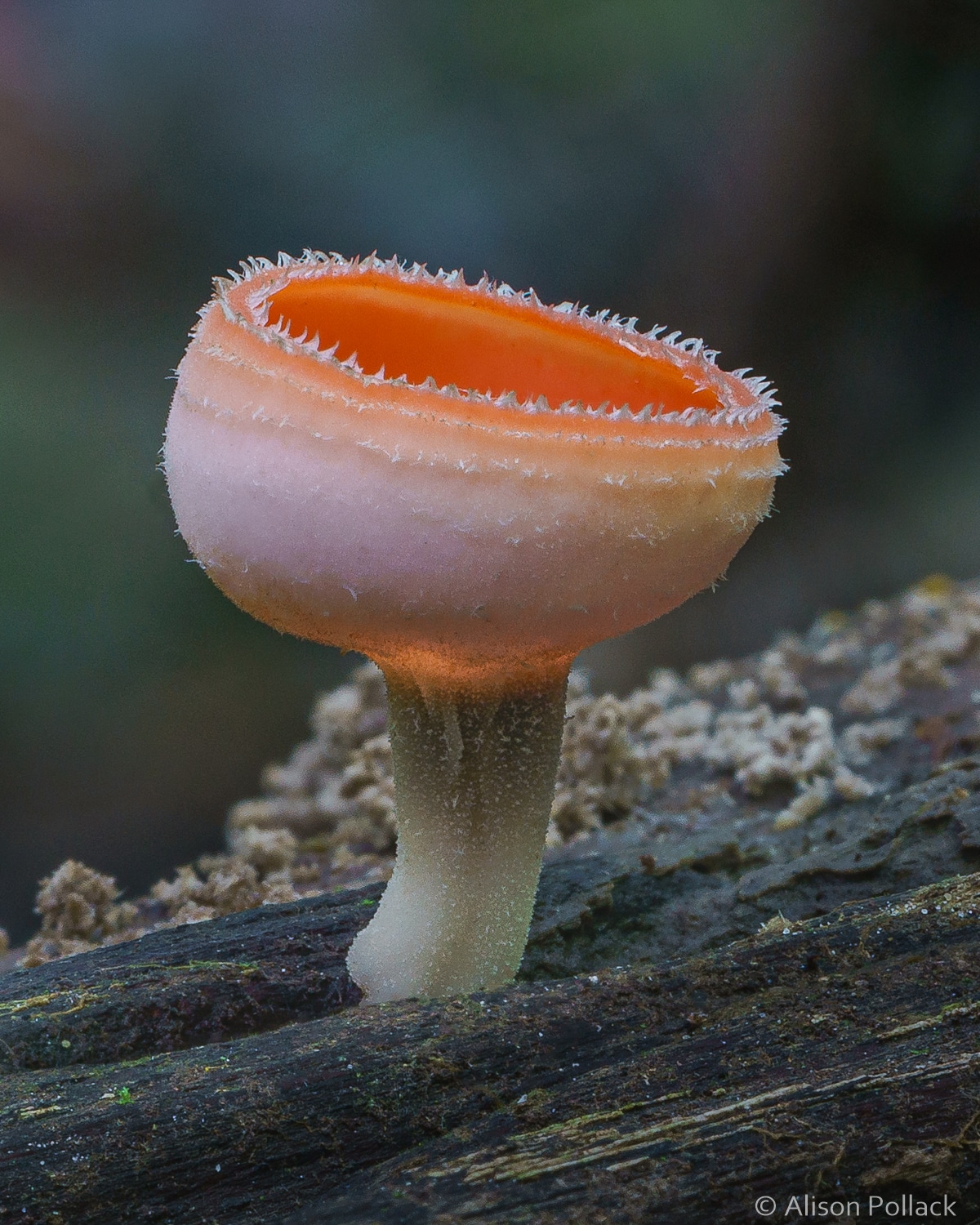fotografías macro extrema de hongos del bosque y mixomicetos