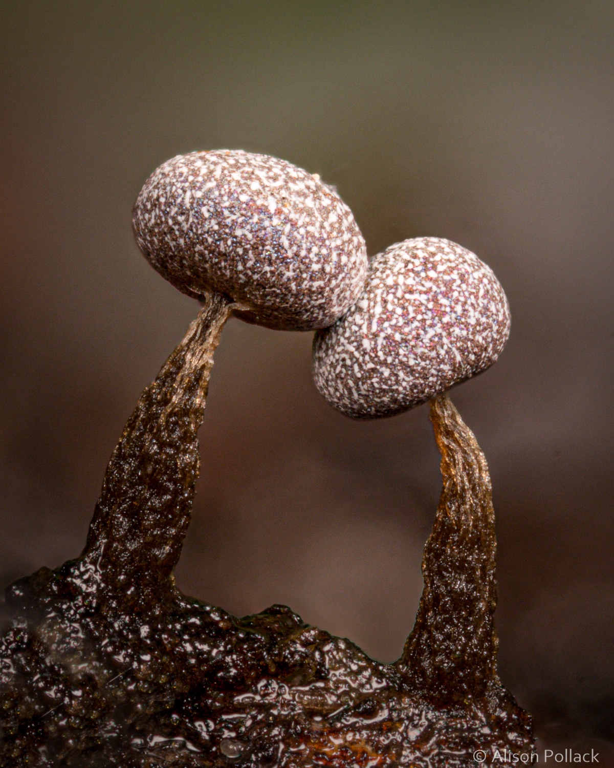 fotografías macro de hongos del bosque y mixomicetos