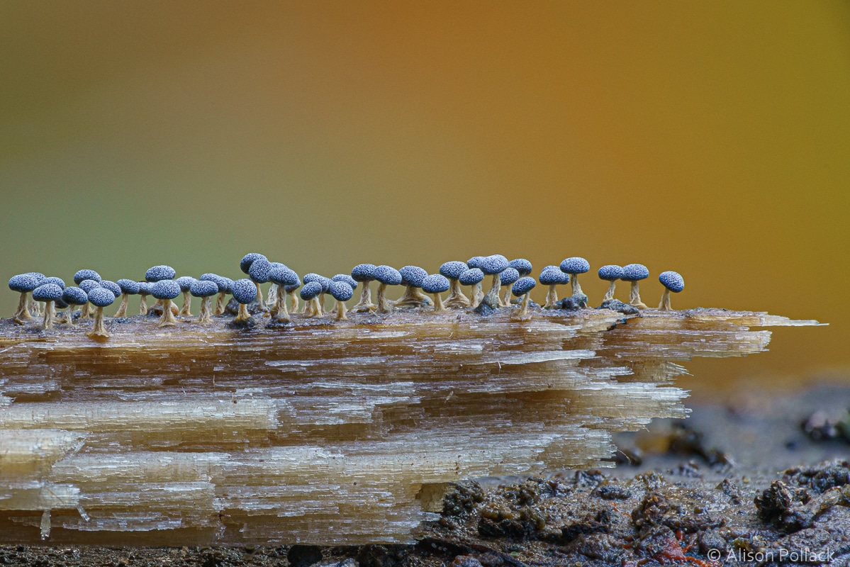 Mushrooms on a Log