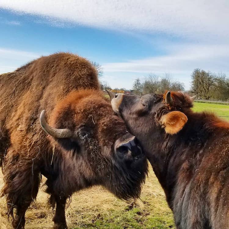 Amitié bisonne aveugle et veau Lighthouse Farm Sanctuaryy