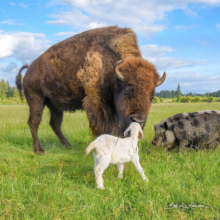 Bisonte y ternero se hacen amigos en Lighthouse Farm Sanctuary