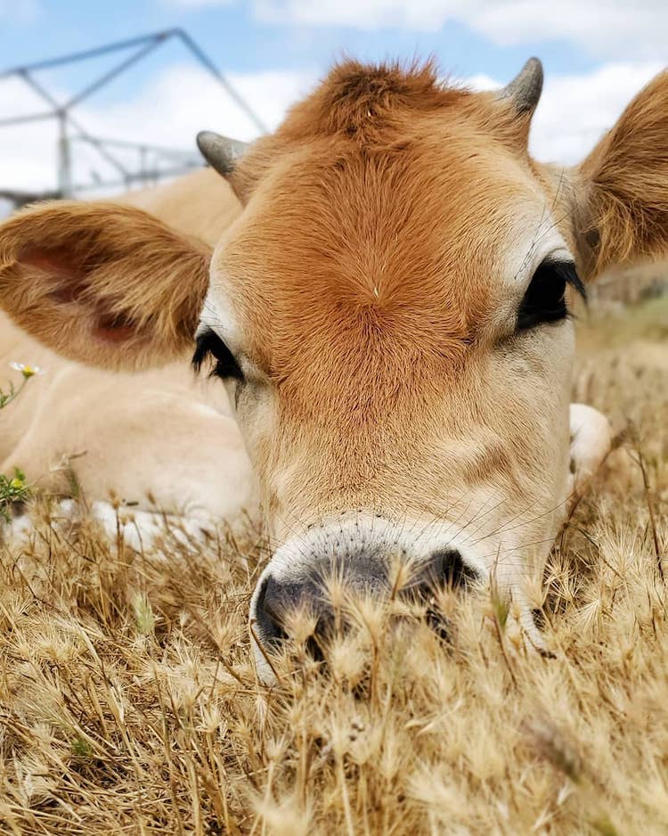 Bisonte y ternero se hacen amigos en Lighthouse Farm Sanctuary