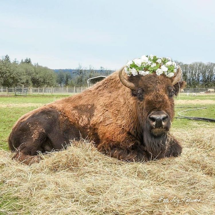 Bisonte y ternero se hacen amigos en Lighthouse Farm Sanctuary