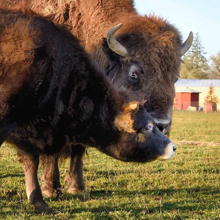 Amitié bisonne aveugle et veau Lighthouse Farm Sanctuary