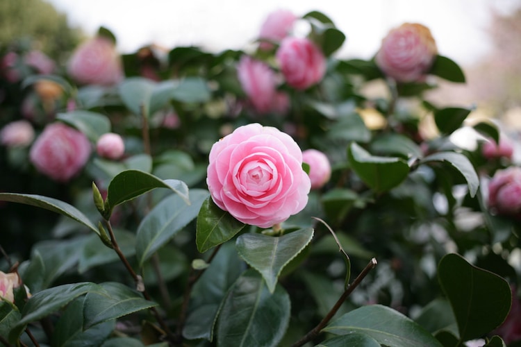 Flor de camelia