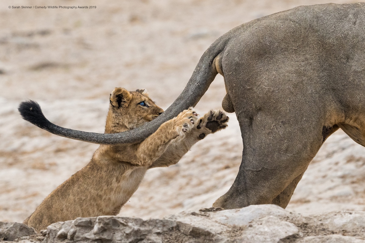 Winners of the 2019 Comedy Wildlife Photography Awards