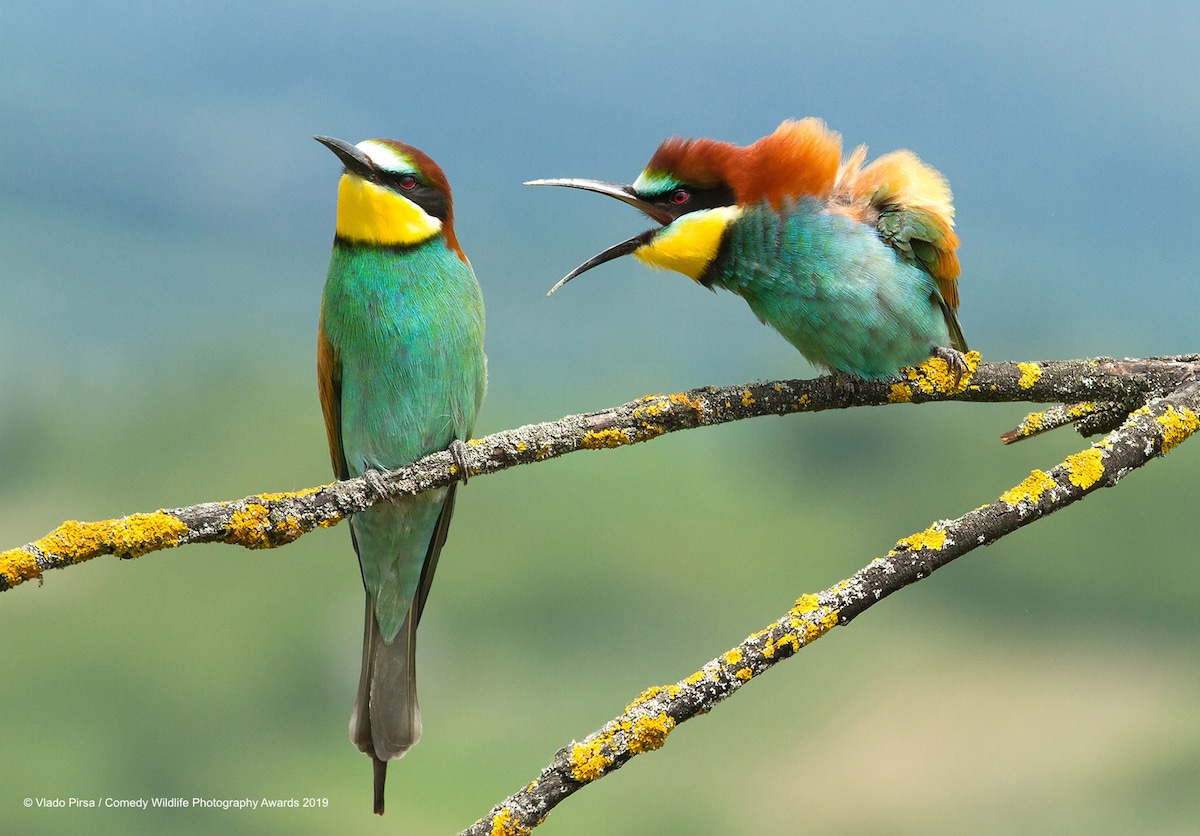 Winners of the 2019 Comedy Wildlife Photography Awards