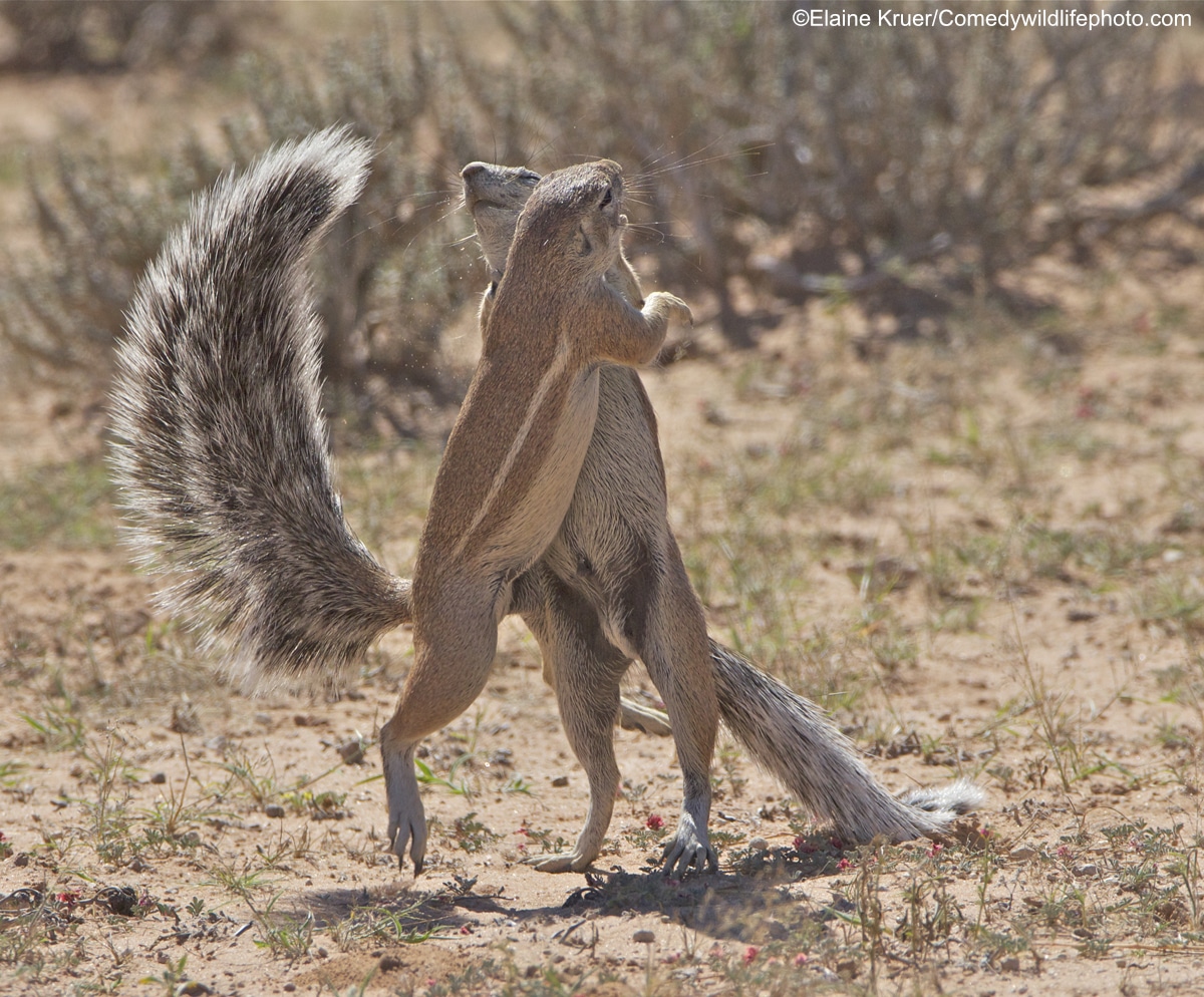 Funny Winners from the 2019 Comedy Wildlife Photography Awards