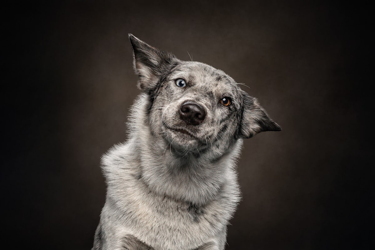 Fotos de expresiones de los perros por Frog Dog Studios