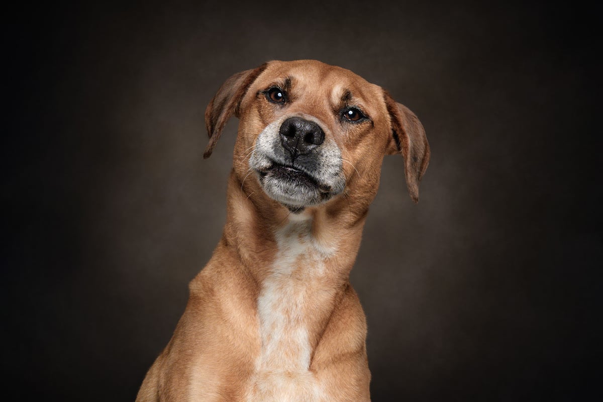 Fotos de expresiones faciales de los perros por Frog Dog Studios