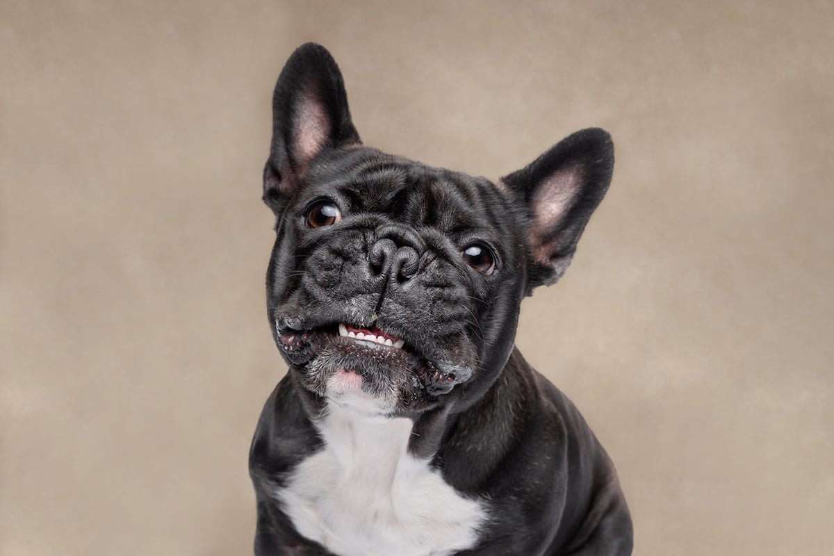 Fotos de expresiones de los perros por Frog Dog Studios