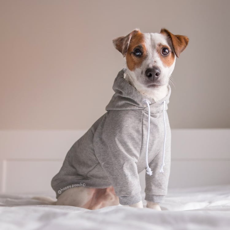 Dog wearing a gray dog hoodie