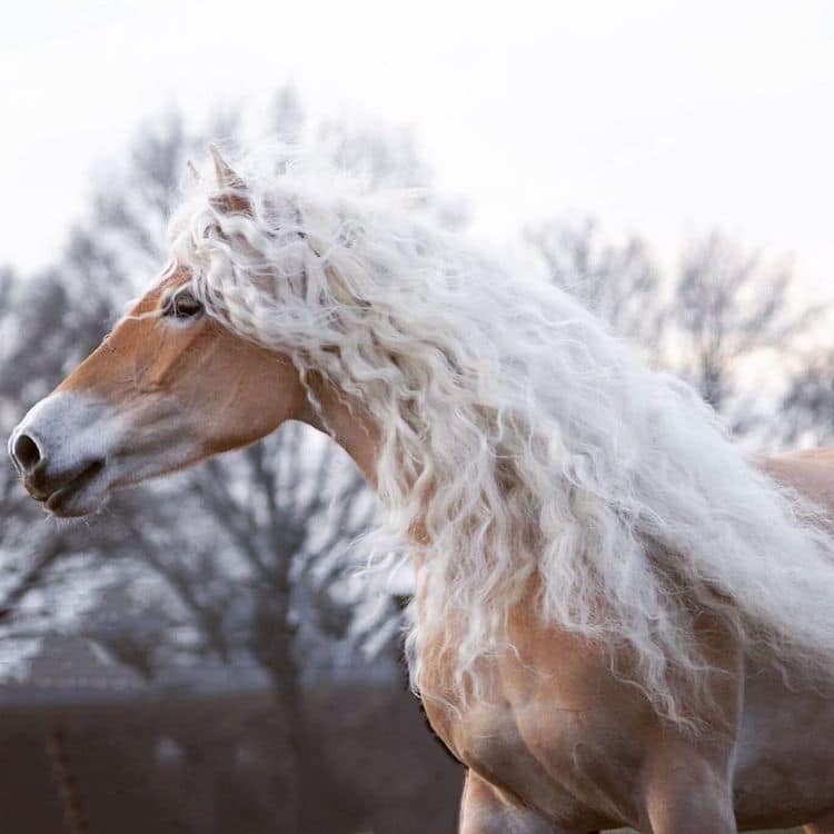 Storm the Haflinger Horse