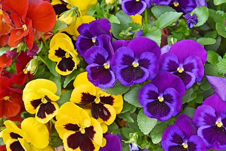 Pansies