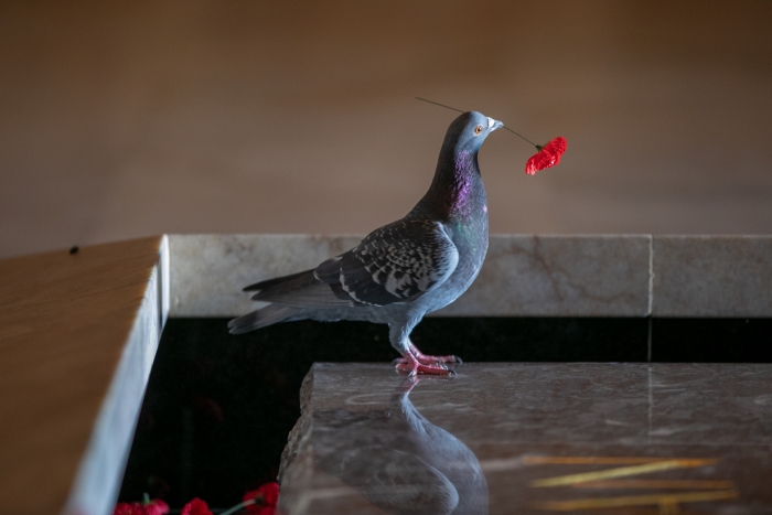 We will remember them Pigeon-poppy-nest-2