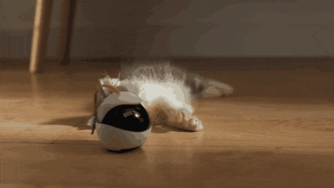 Robot Cat Toy Ebo