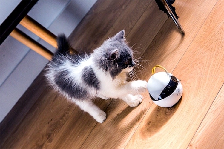 Robot Cat Toy Keeps Your Kitty Happy and Healthy While You're Gone