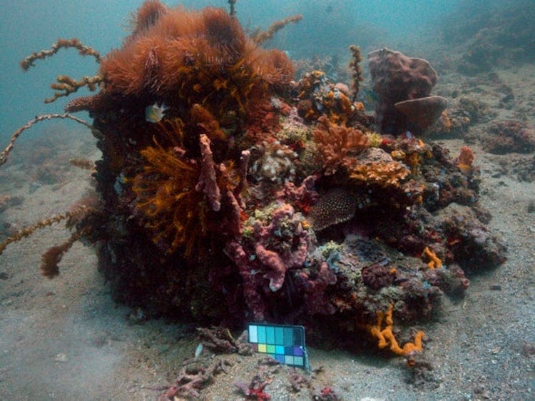 Sea-Thru Underwater Photography AI