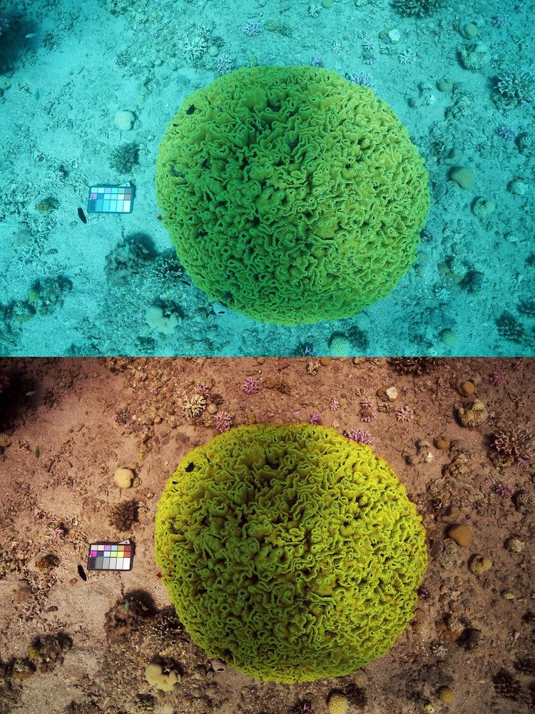 Sea-Thru fotografía subacuática