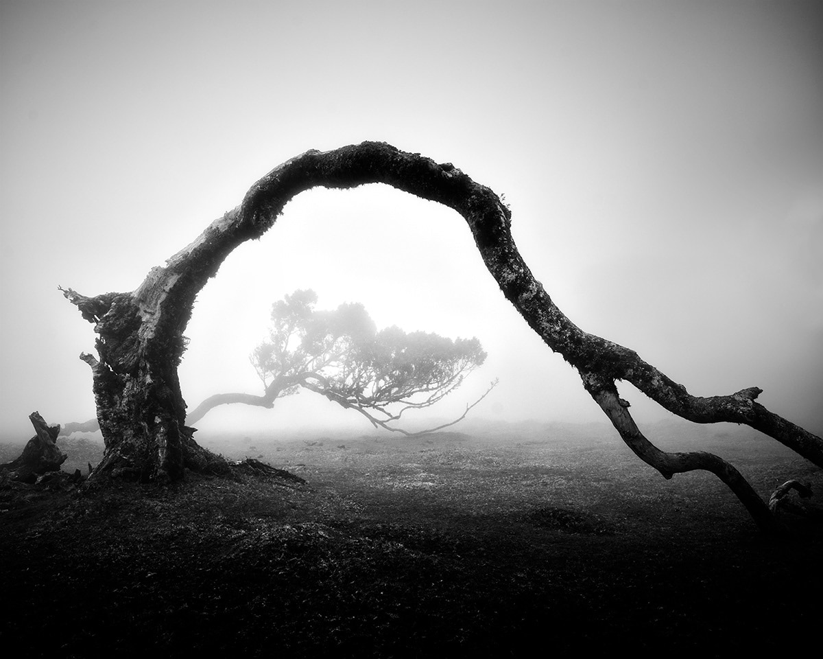 Tree Photos Fanal Series by Michael Schlegel