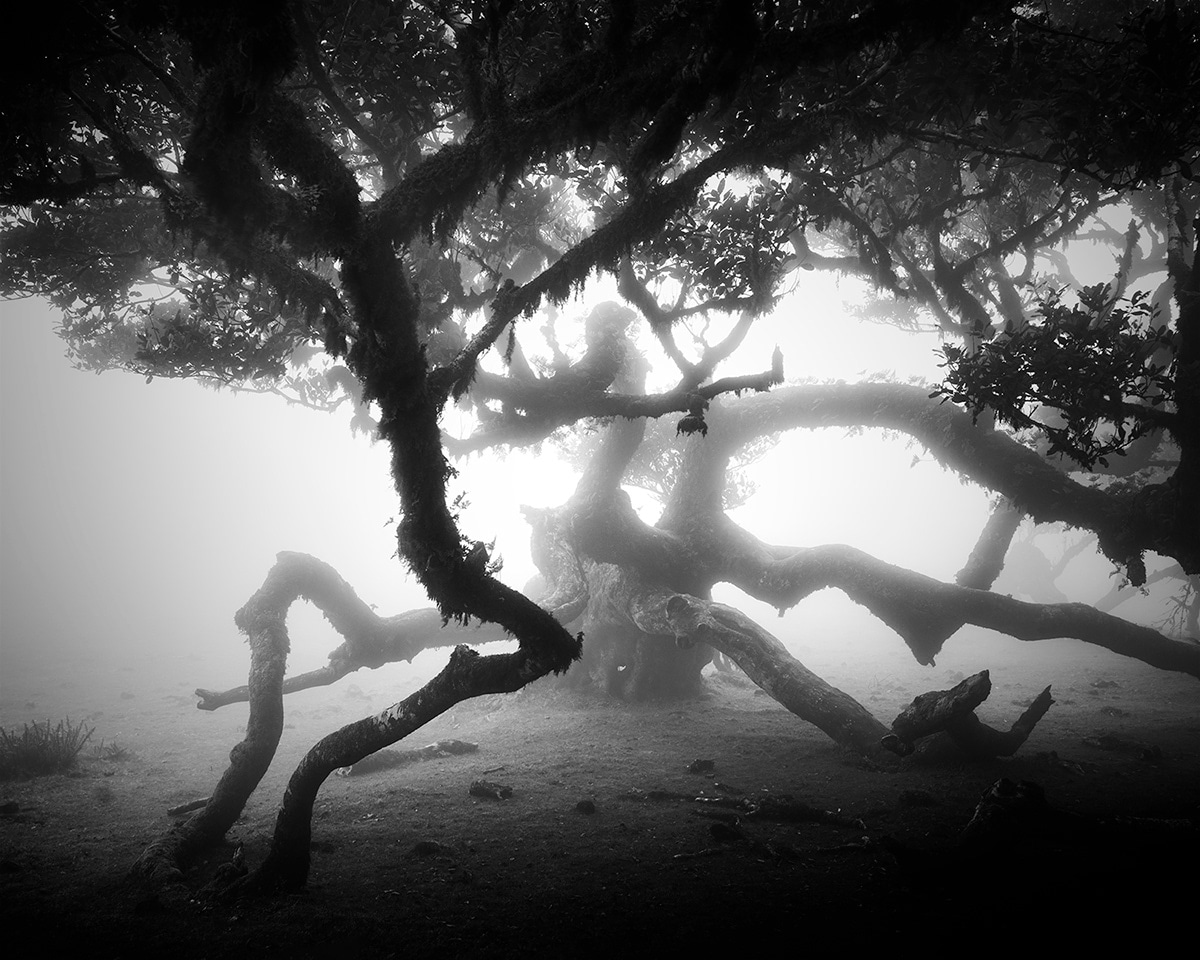 fotografías de árboles por Michael Schlegel
