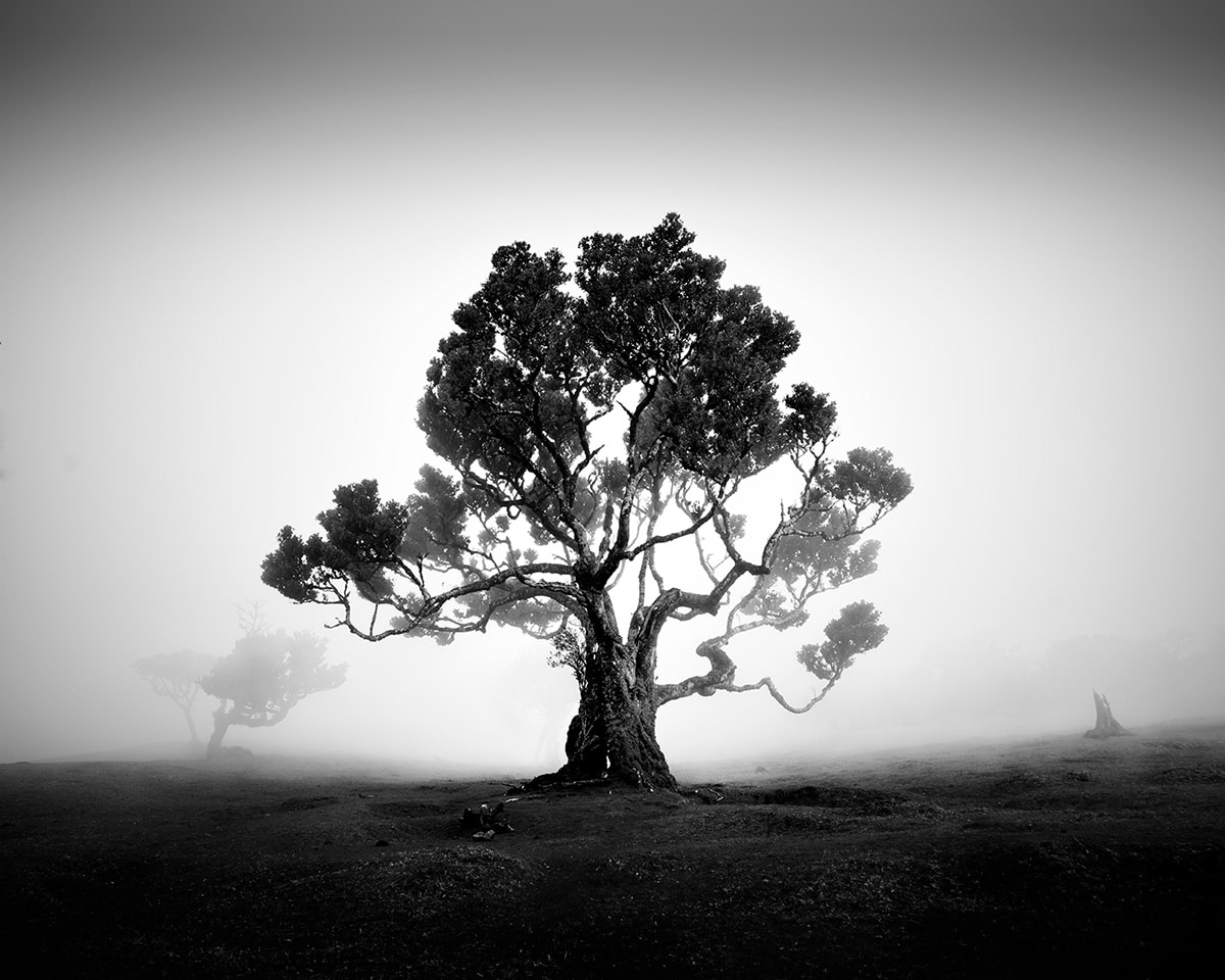 Tree Photos Fanal Series by Michael Schlegel