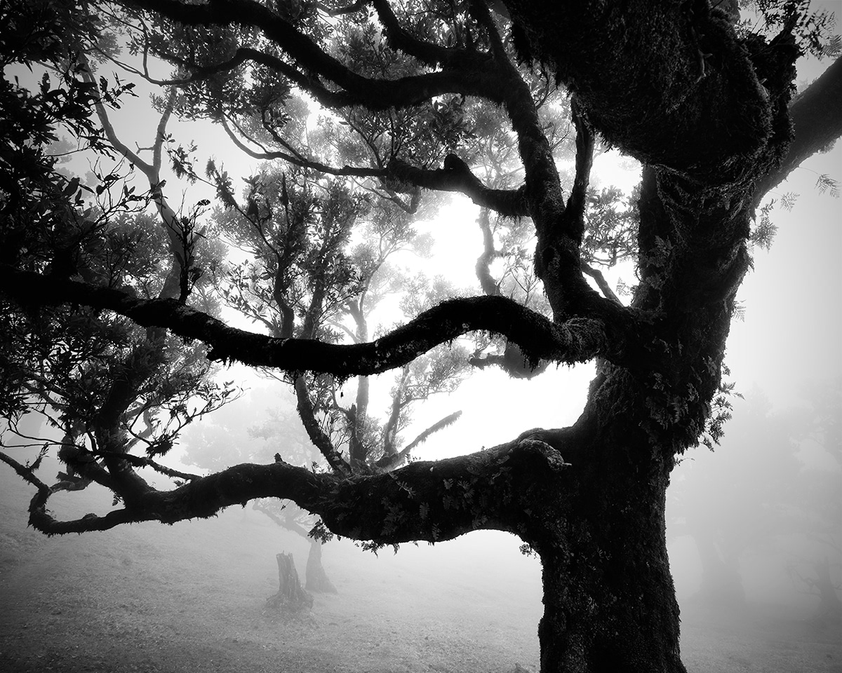 fotografías de bosques en blanco y negro Michael Schlegel