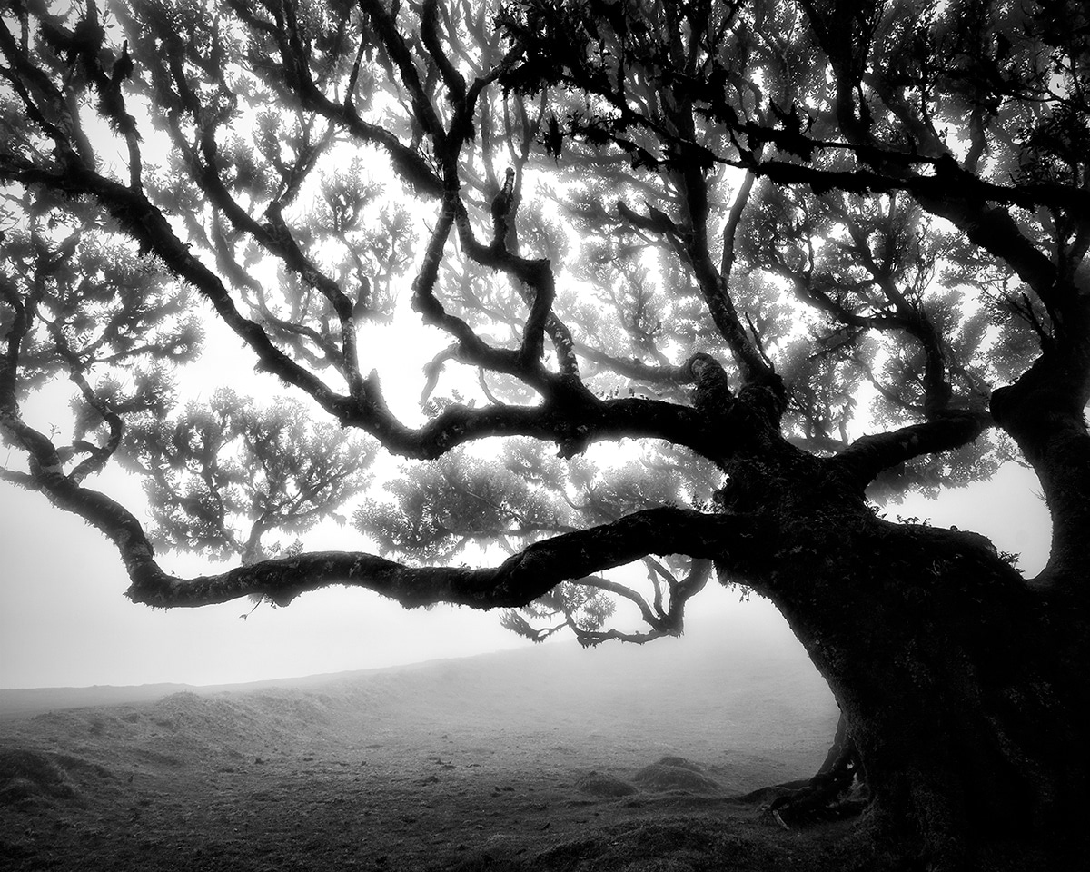 Tree Photos Fanal Series by Michael Schlegel