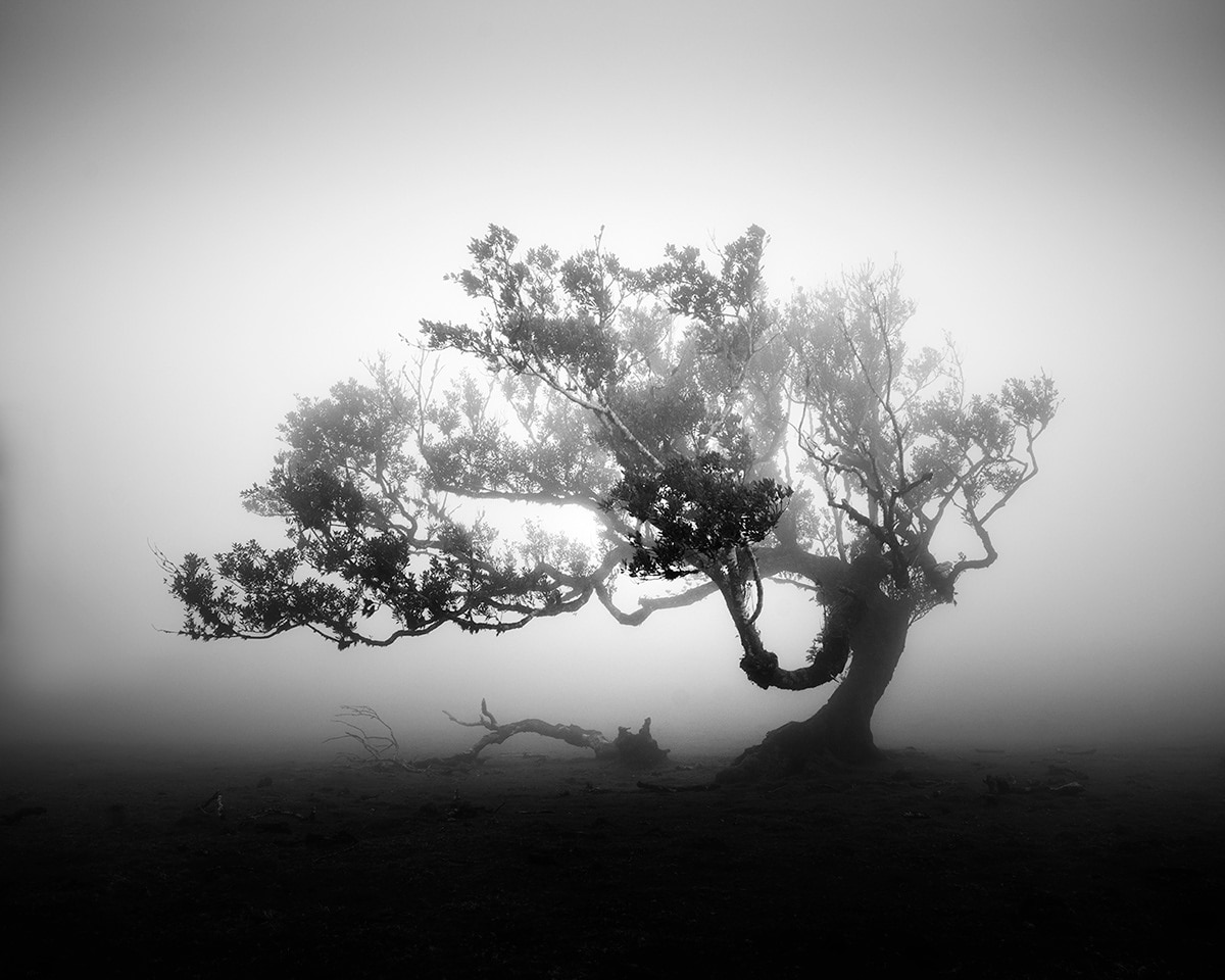 fotos de árboles por Michael Schlegel