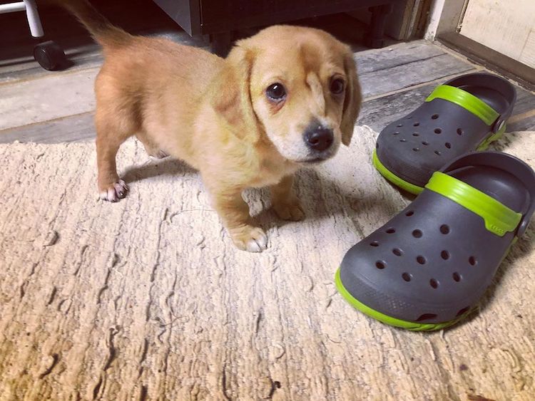 Puppy With a Tail Growing From Its Head