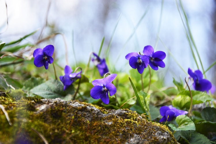 Violets