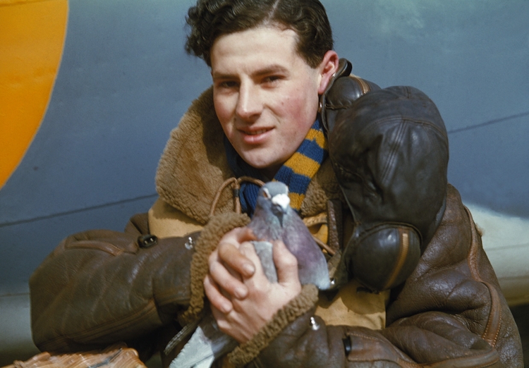 Soldado sosteniendo una paloma durante la Segunda Guerra Mundial
