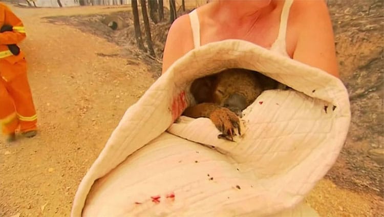 Mujer salva a un koala herido de los incendios forestales de Australia