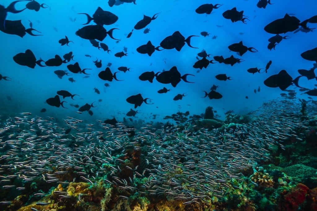 Underwater Photography