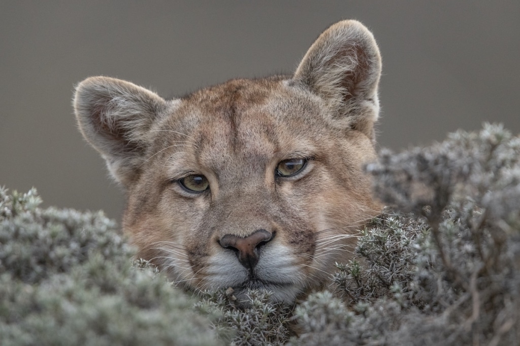 Portrait of a Young Puma