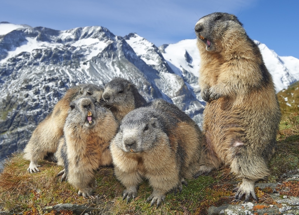 Marmot Family on a Mountain