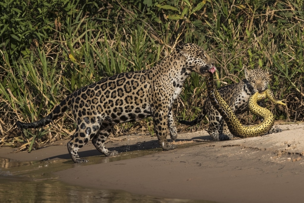 Jaguar Mother and Cub with an Anaconda