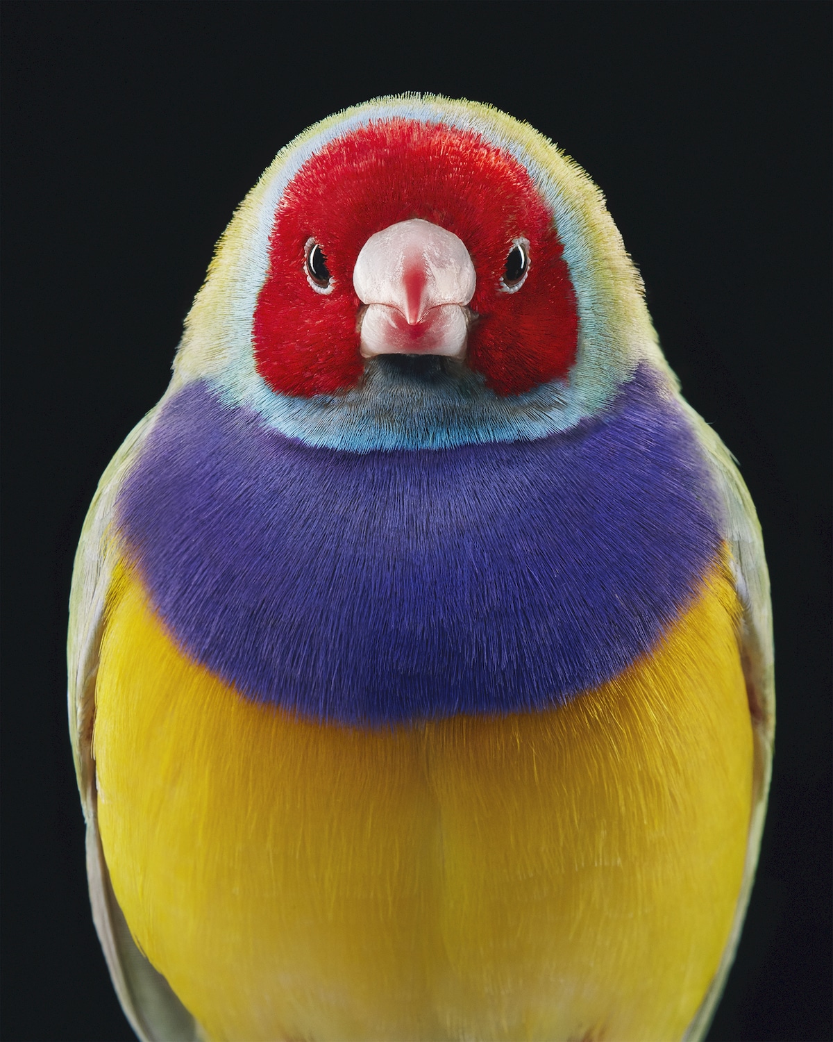 retratos de aves por Tim Flach