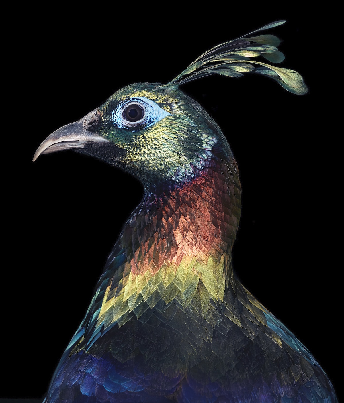 Himalayan Monal by Tim Flach