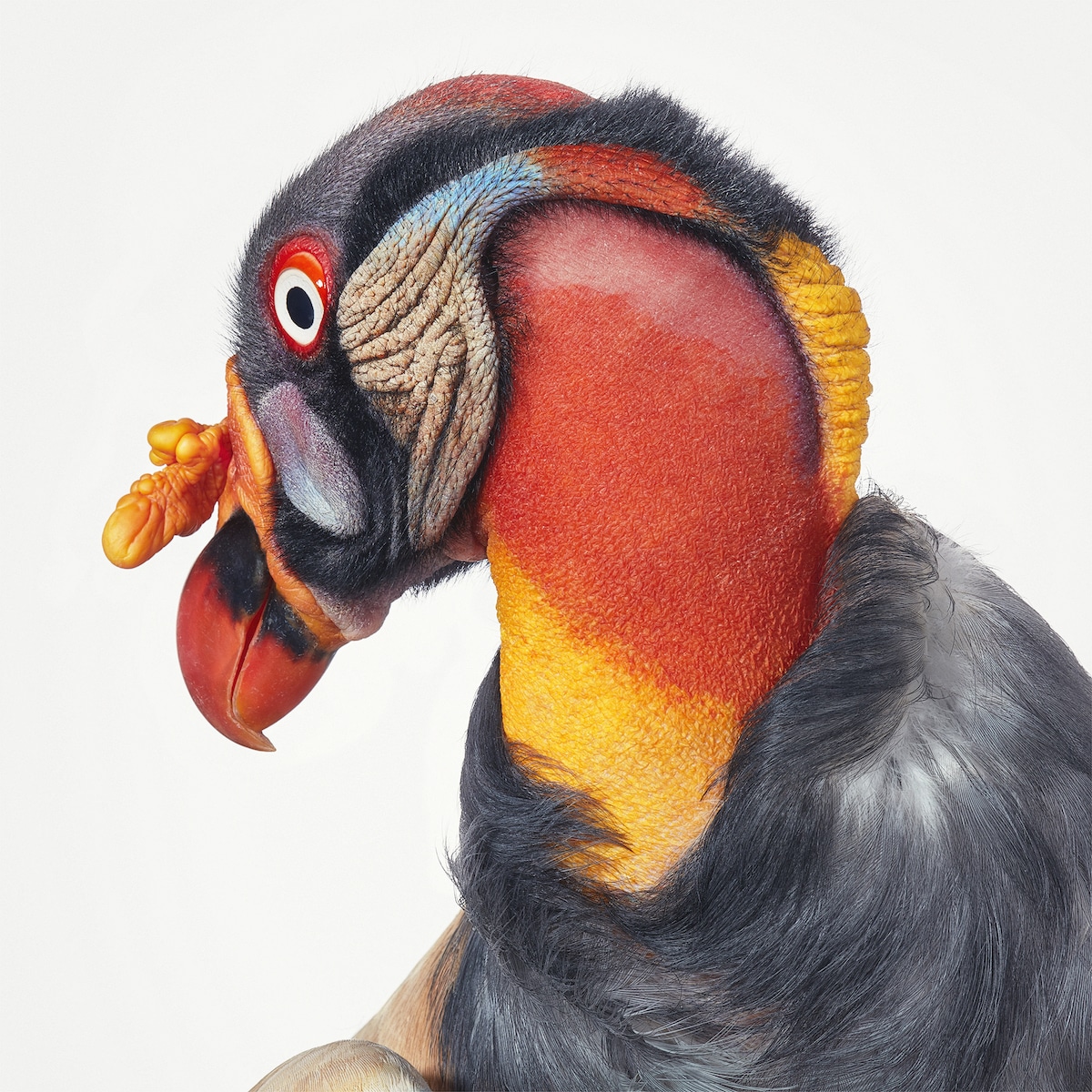 King Vulture by Tim Flach
