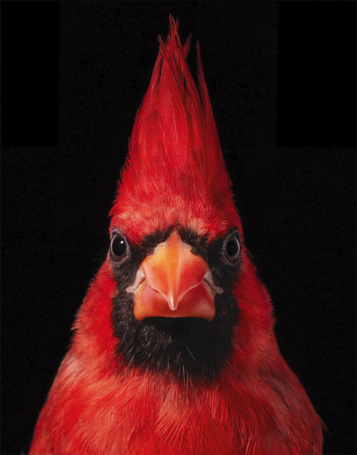 cardenal rojo por Tim Flach