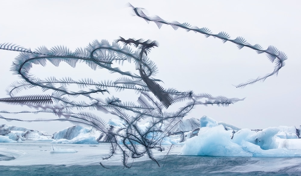 Fotos artísticas de parvada de aves volando por Xavi Bou