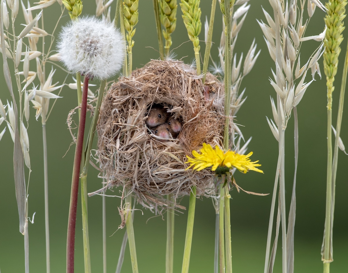 Harvest Mouse Photography by Dean Mason