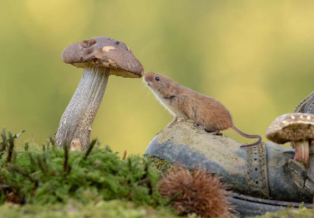 Mouse Photography by Dean Mason